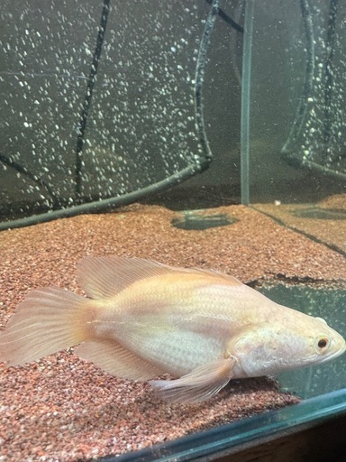 アルビノチャンナショート