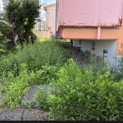 草刈り、草抜きお任せください！