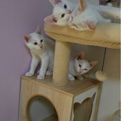 2025年6月産まれ子猫　白猫　あと三匹 - 松江市