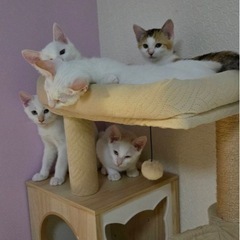 2025年6月産まれ子猫　白猫　あと三匹 - 猫