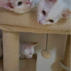 2025年6月産まれ子猫　白猫　あと三匹
