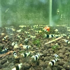 ビーシュリンプ　の画像