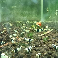 ビーシュリンプ　の画像