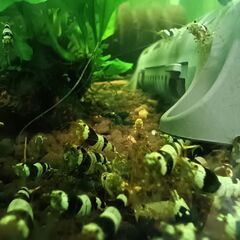 ビーシュリンプ　の画像