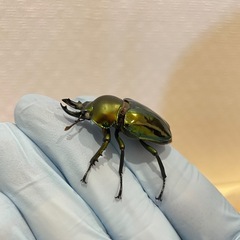 ニジイロクワガタ グリーンピカール ホワイトアイ成虫ペアの画像