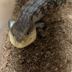 《募集一時停止》キメラアオジタトカゲ　里親募集