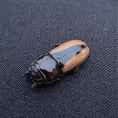【多数います】ブルイジンノコギリクワガタ　原名亜種　新成虫ペアの画像