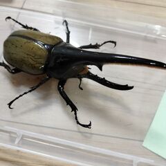 ヘラクレスオオカブトペア③の画像