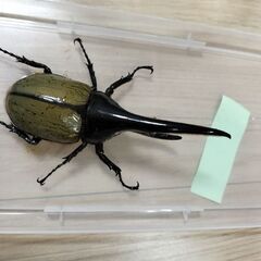 ヘラクレスオオカブトペア③の画像