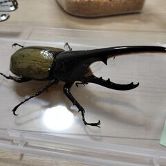 ヘラクレスオオカブトペア③の画像