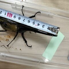 ヘラクレスオオカブト④の画像