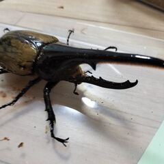 ヘラクレスオオカブト④の画像