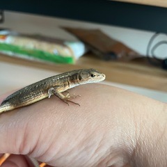 ニホンカナヘビ