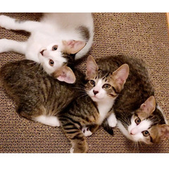 2ヶ月の子猫3匹、オス1、メス2、四日市の里親様を募集