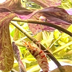 極上・ファンシータイガーシュリンプ ハイグレード水槽よりの画像