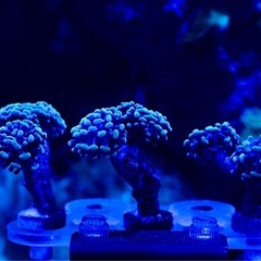 ナガレハナサンゴ　ゴールド　フラグの画像