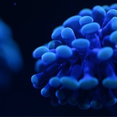 ナガレハナサンゴ　ゴールド　フラグの画像