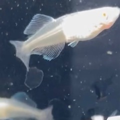 10月19日(日)メダカ即売会　【白虎】メダカ敷地内の画像