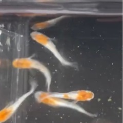 10月19日(日)メダカ即売会　【白虎】メダカ敷地内の画像