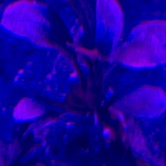 ★ ブセファランドラ SP メラウィの画像