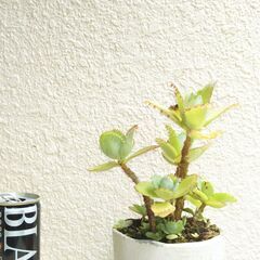 子宝草の画像