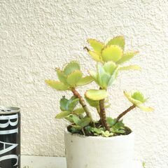 子宝草の画像
