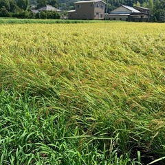 現金支払い　玄米30kgの画像