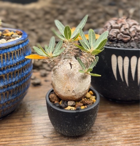 パキポディウム　グラキリス　現地球　発根済み