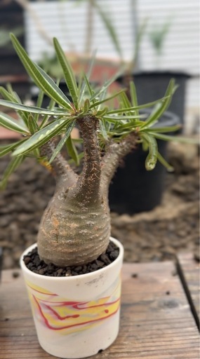 パキポディウム　グラキリス　現地球　発根済み