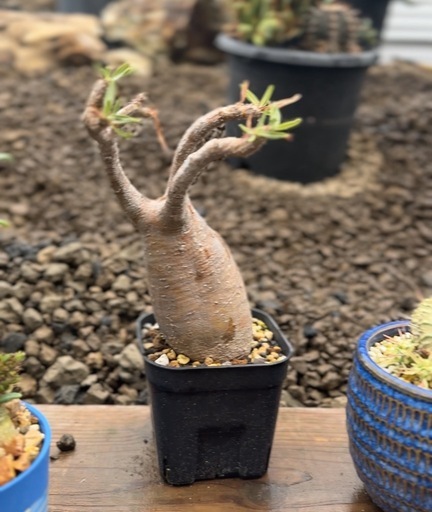 パキポディウム　グラキリス　現地球　発根済み