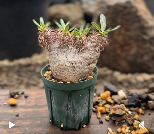 パキポディウム　グラキリス　現地球　発根済み