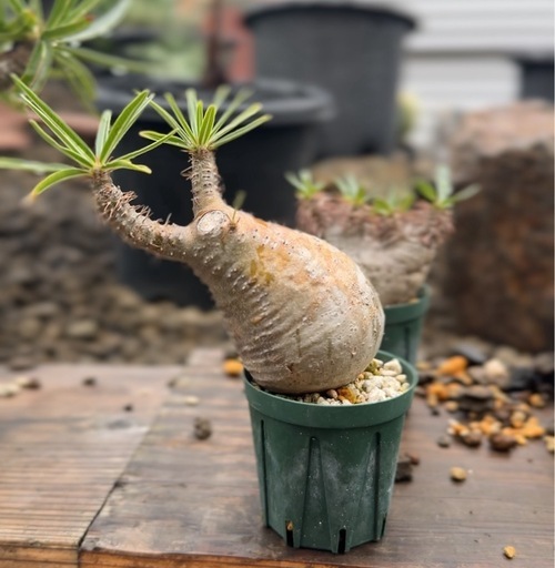 パキポディウム　グラキリス　現地球　発根済み