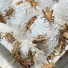 【生き餌】ヨーロッパイエコオロギ　Ｌサイズ　１匹の画像