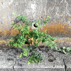 ジャスミン　ホワイトプリンセス（大株2株）の画像