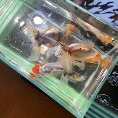 高級金魚 東錦②の画像