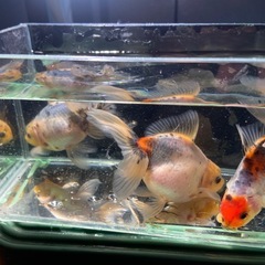 高級金魚 東錦②の画像