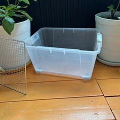 3ヶ月産まれた🐓の画像