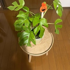 本日取引き可能な方価格‼️④観葉植物ミニモンステラ🪴の画像