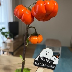 本日取引き可能な方値下げしました‼️① 観葉植物ハロウィンの飾りにいかがですか❓🎃の画像