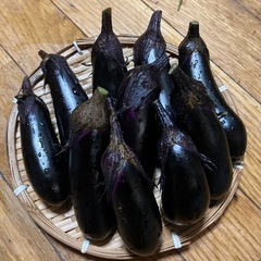 今日の収穫、秋ナス採りたての画像