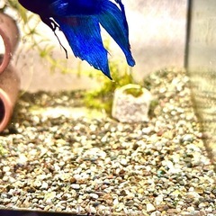 ベタ🐟の画像