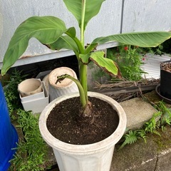 バナナ鉢植えの画像
