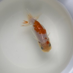 らんちゅう　当歳　写真5枚中　　　　　　1匹　1200円　5匹まとめて　5000円の画像