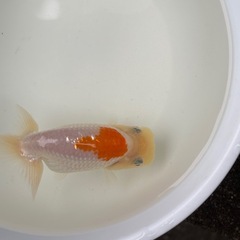 らんちゅう　当歳　写真5枚中　　　　　　1匹　1200円　5匹まとめて　5000円の画像