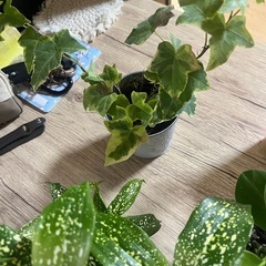 早めの取引き可能な方限定更に値下げ価格‼️観葉植物4点セット🪴の画像