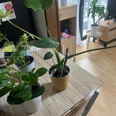 早めの取引き可能な方限定更に値下げ価格‼️観葉植物4点セット🪴の画像
