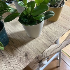 早めの取引き可能な方限定更に値下げ価格‼️観葉植物4点セット🪴の画像