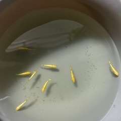 🌸第2弾　豪華3点セット🌸人気品種メダカ　 サンシャイン15匹程（若魚）＆ホテイ草1個＆新品10Lバケツの画像