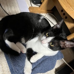 子猫