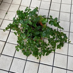 67-フィカスプミラ　⑦の画像